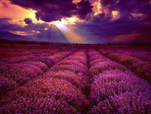 Lavender & sky